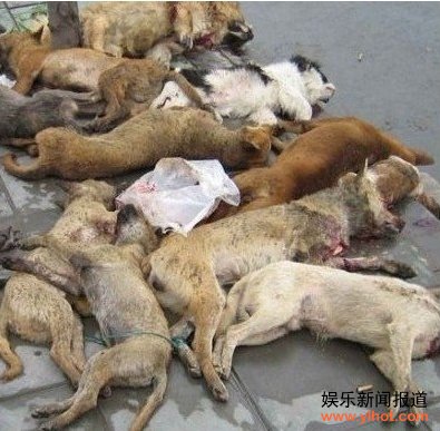 哈尔滨全城屠狗 和谐社会人狗不和谐?